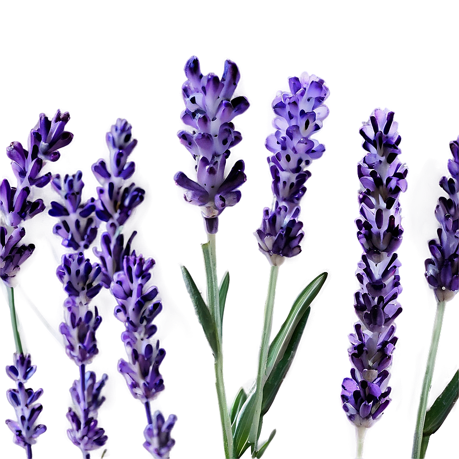 Lavender Bloom Png 43