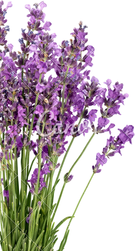 Lavender Bouquet Isolated Background