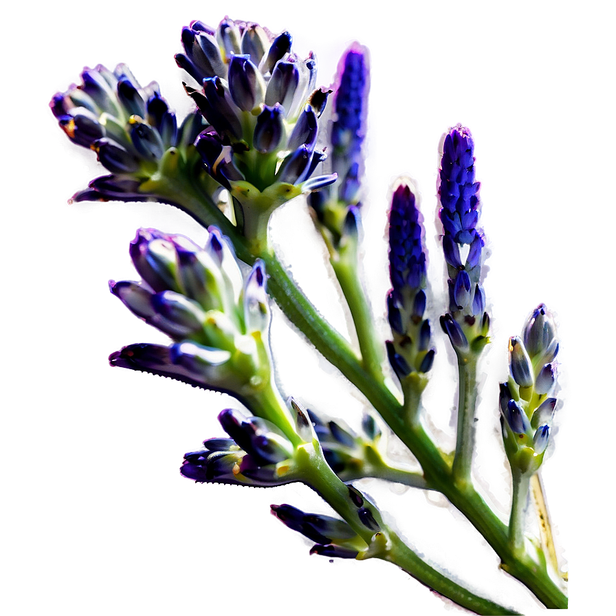 Lavender Buds Close-up Png Cmk