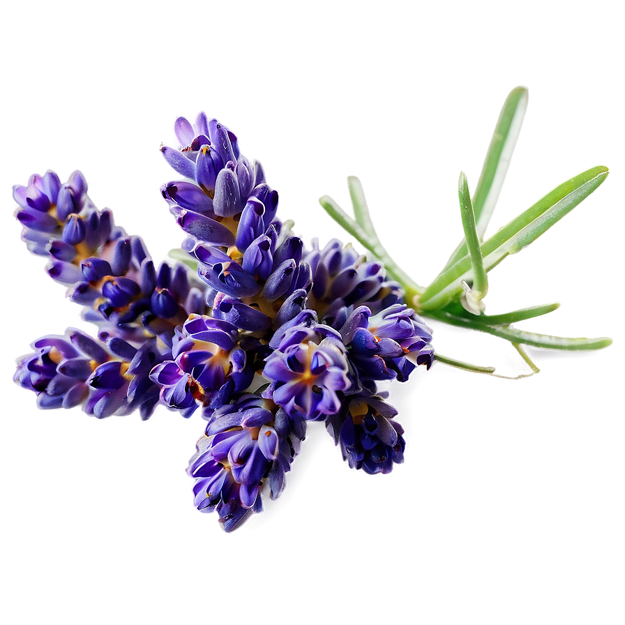 Lavender Cluster Png Wap