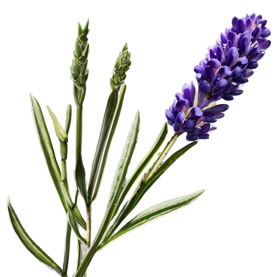 Lavender Essence Flower Png Fil