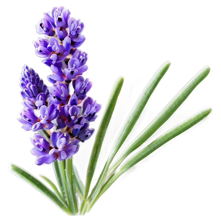 Lavender Essence Flower Png Hbq77