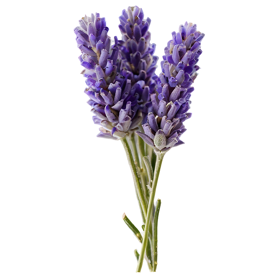 Lavender Farm Fresh Png 29