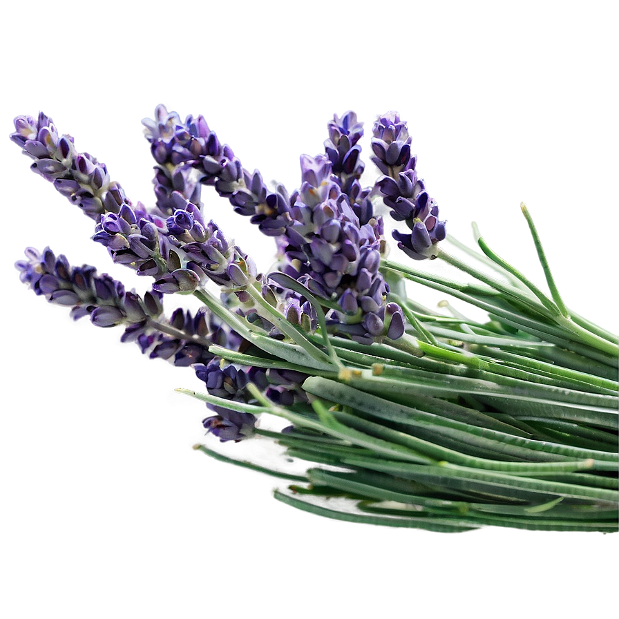 Lavender Farm Fresh Png Jet96