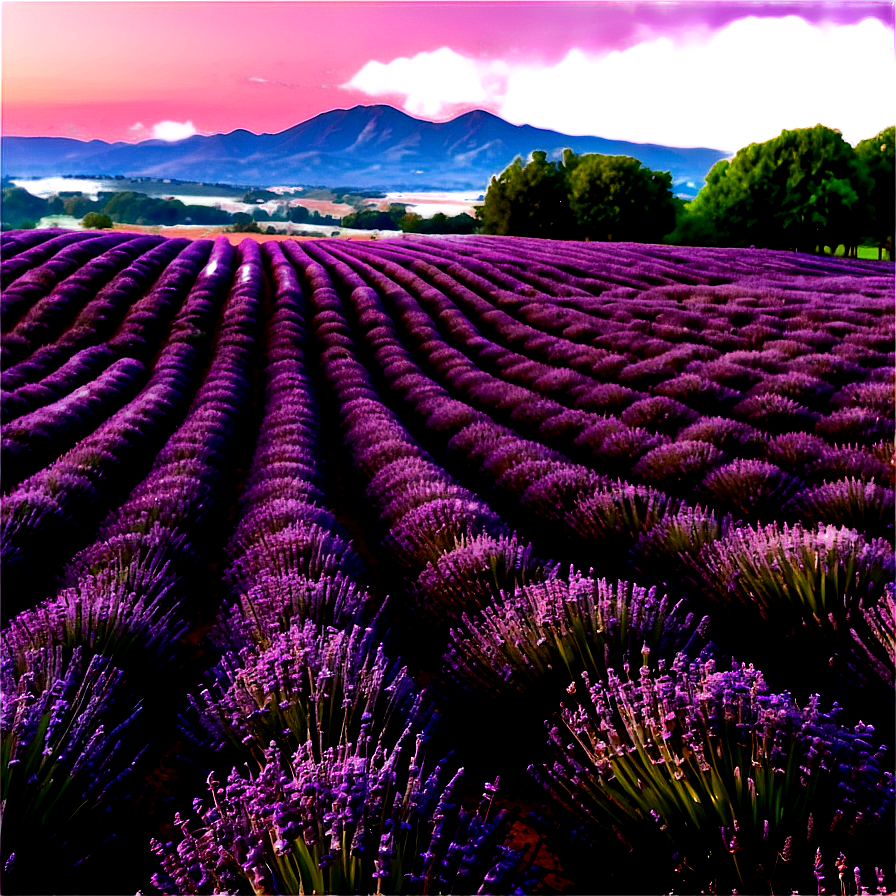 Lavender Field At Sunrise Photo Png Apv49