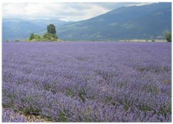 Lavender Field Mountain Backdrop