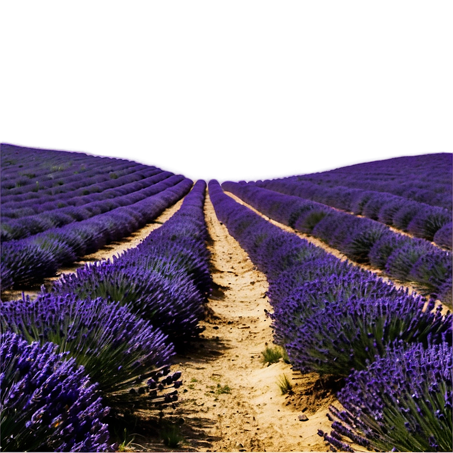 Lavender Field Path Png 55