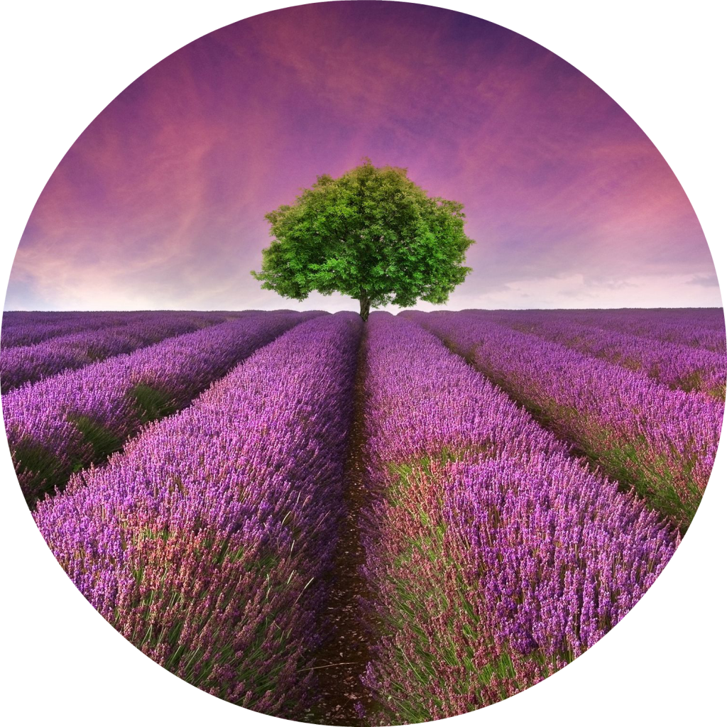 Lavender Field Solitary Tree