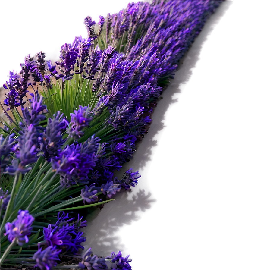 Lavender Field Sunset Png 35