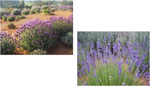 Lavender Fieldsand Closeup