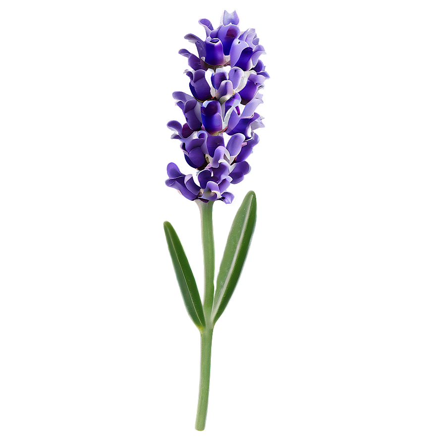 Lavender Flower A