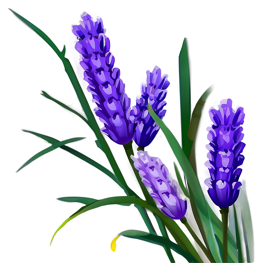 Lavender Flower Art Png 05252024