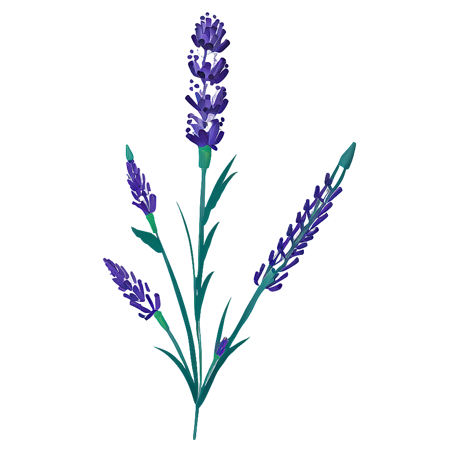 Lavender Flower Art Png 05252024