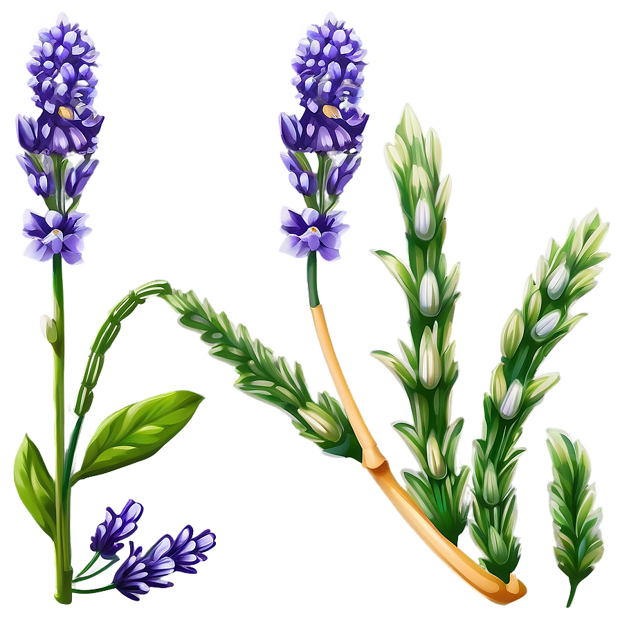 Lavender Flower Art Png 05252024