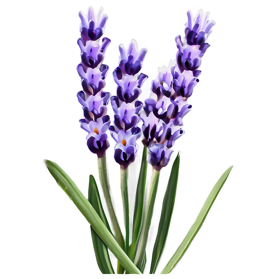 Lavender Flower Closeup Png 06132024