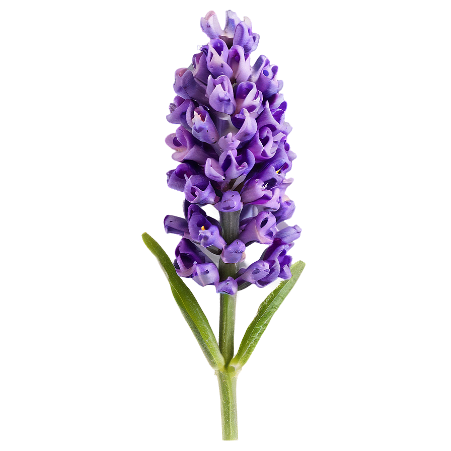 Lavender Flower Closeup Png 24