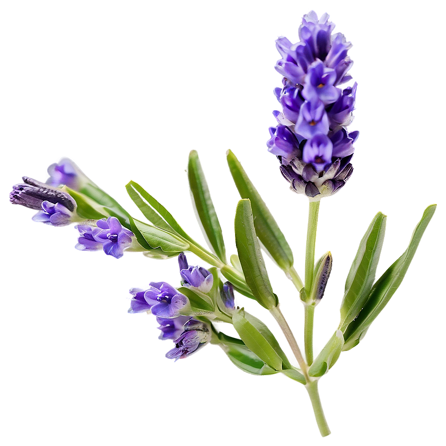 Lavender Flower Closeup Png Ddm