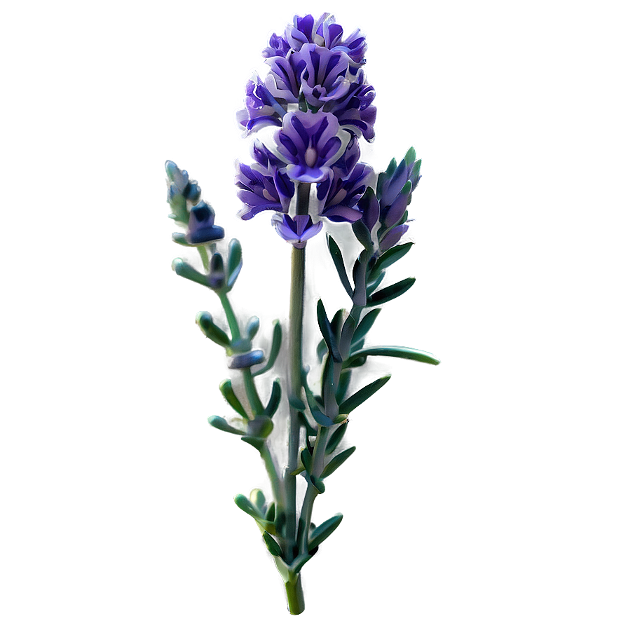 Lavender Flower D