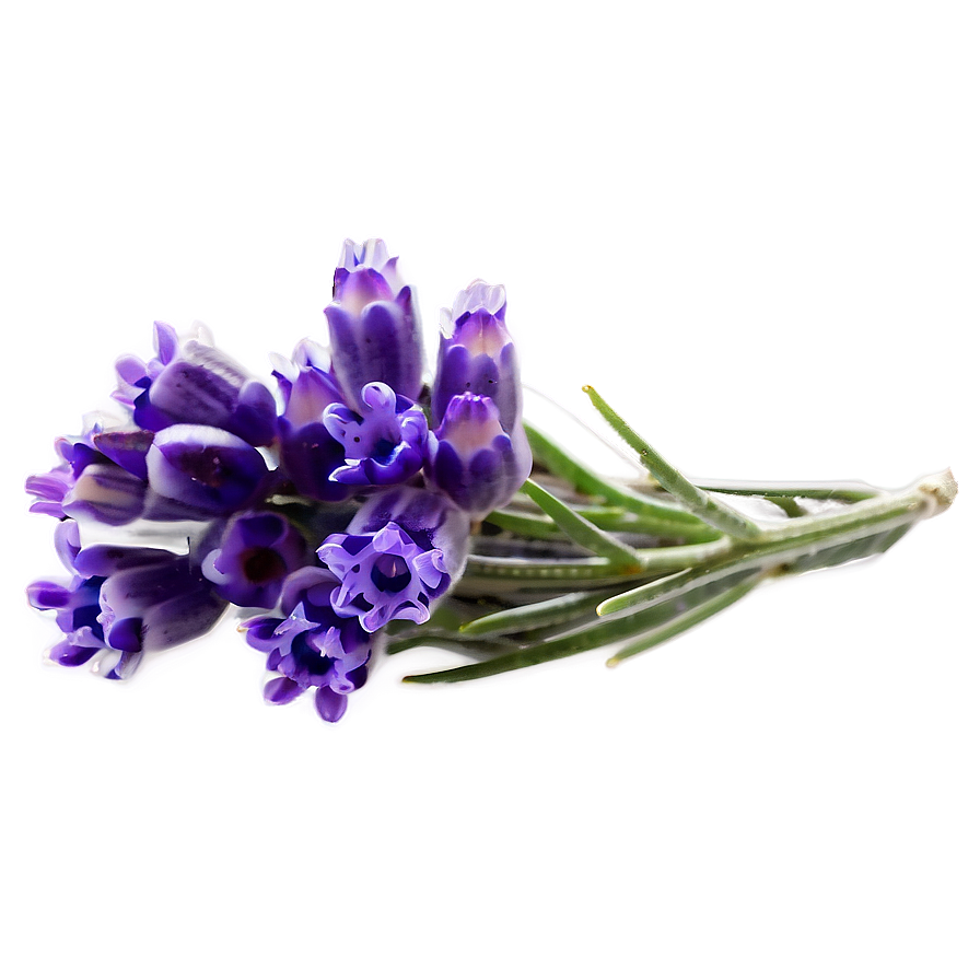 Lavender Flower Transparent Png 05252024