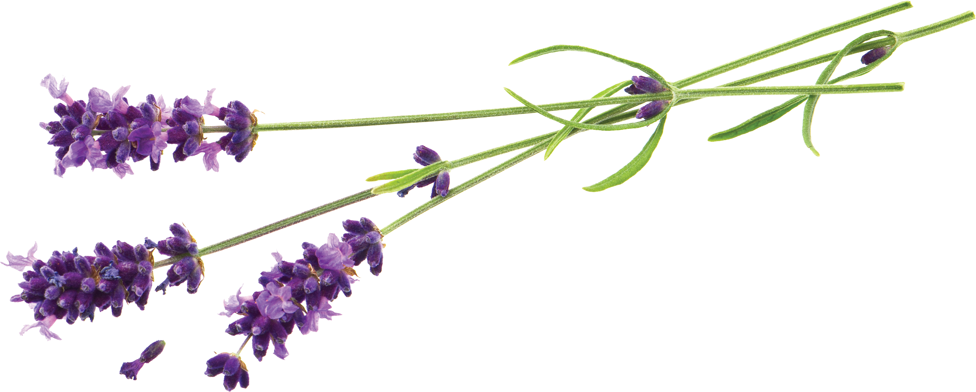 Lavender Flowers Transparent Background