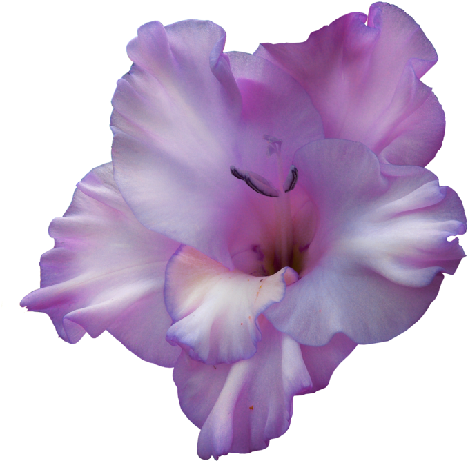 Lavender Gladiolus Bloom.png