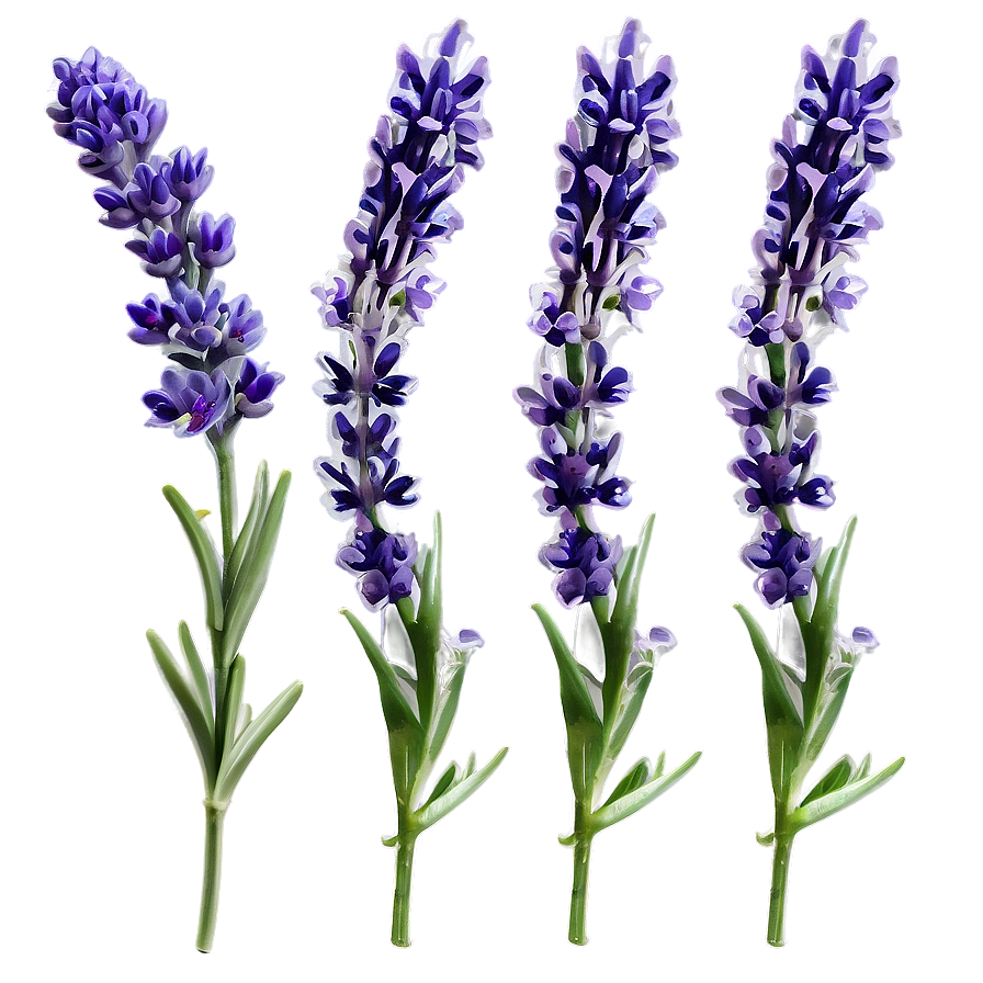 Lavender Herb Png 35