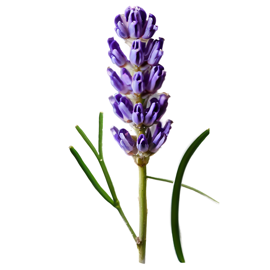 Lavender Honey Flower Png Esm1