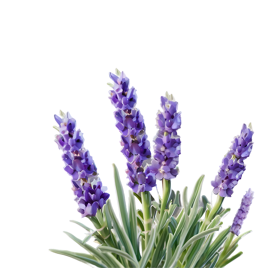 Lavender In Bloom Png 06132024