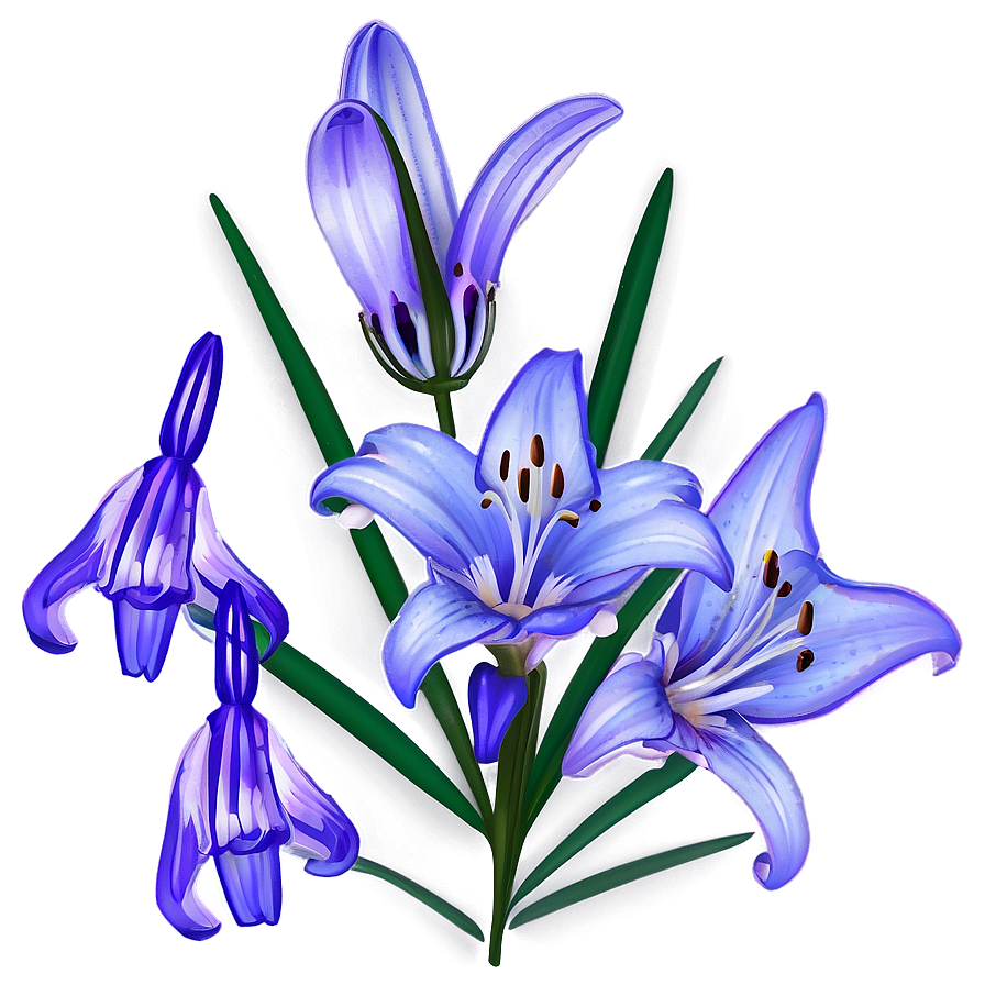 Lavender Lily Png 28