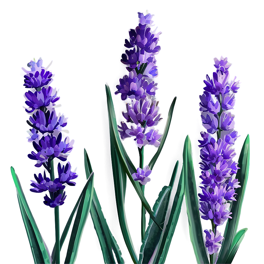 Lavender Plant Png Umv55