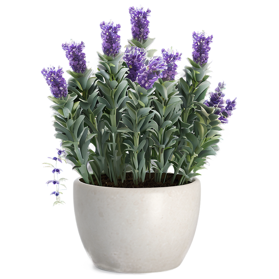 Lavender Pot Plant Png 05062024