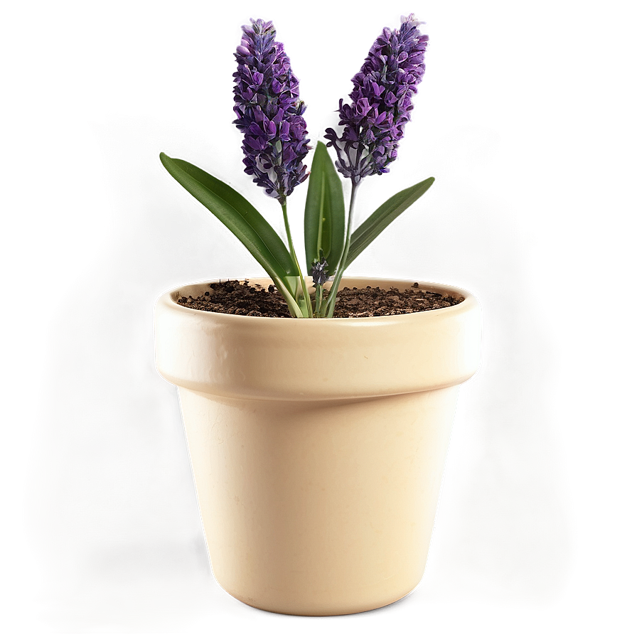 Lavender Pot Plant Png 66