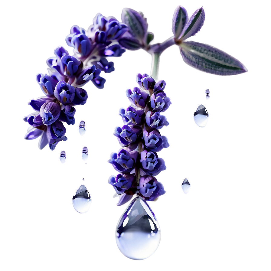 Lavender Sprig Water Droplets Png 61