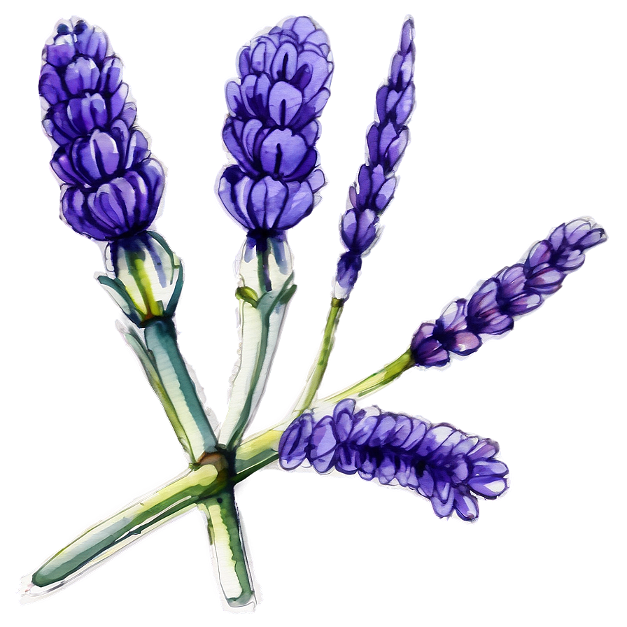 Lavender Watercolor Art Png Wia56