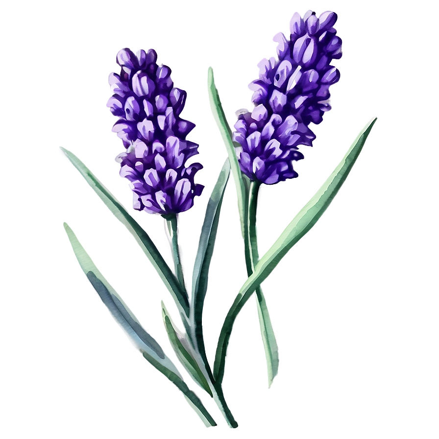 Lavender Watercolor Flower Png Gem91