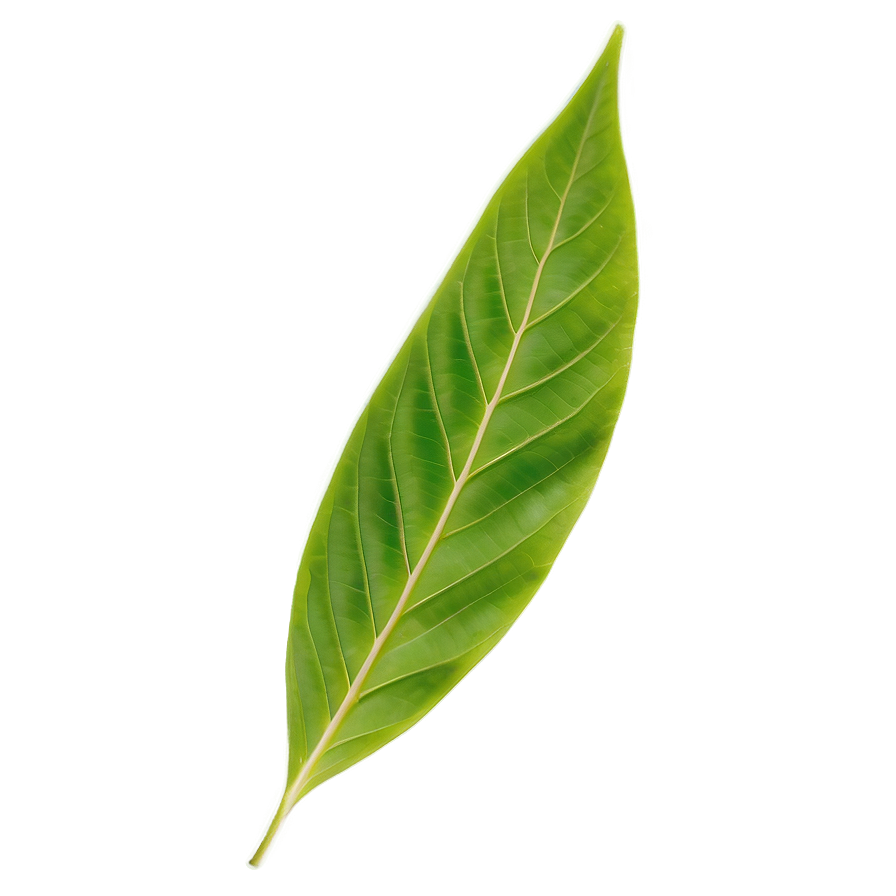 Leaf B