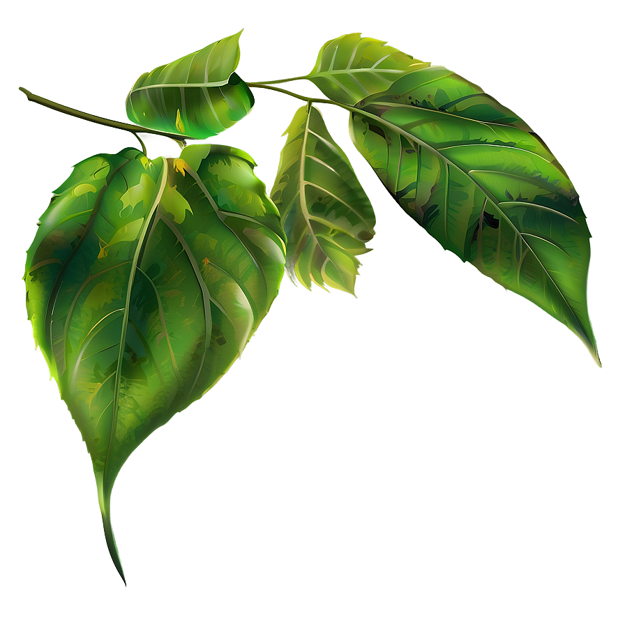 Leaf Clipart Png Elm