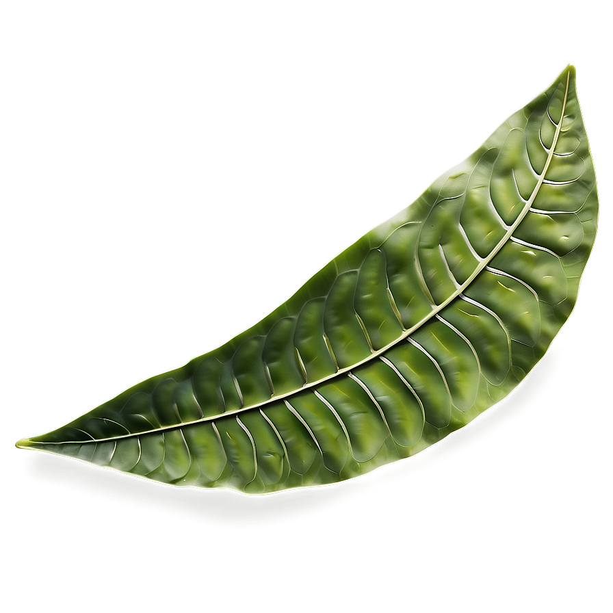 Leaf Detail Png Tgo