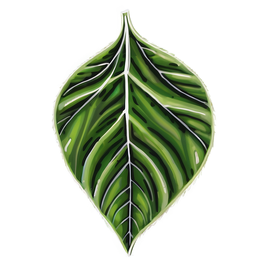 Leaf Drawing Png 05032024