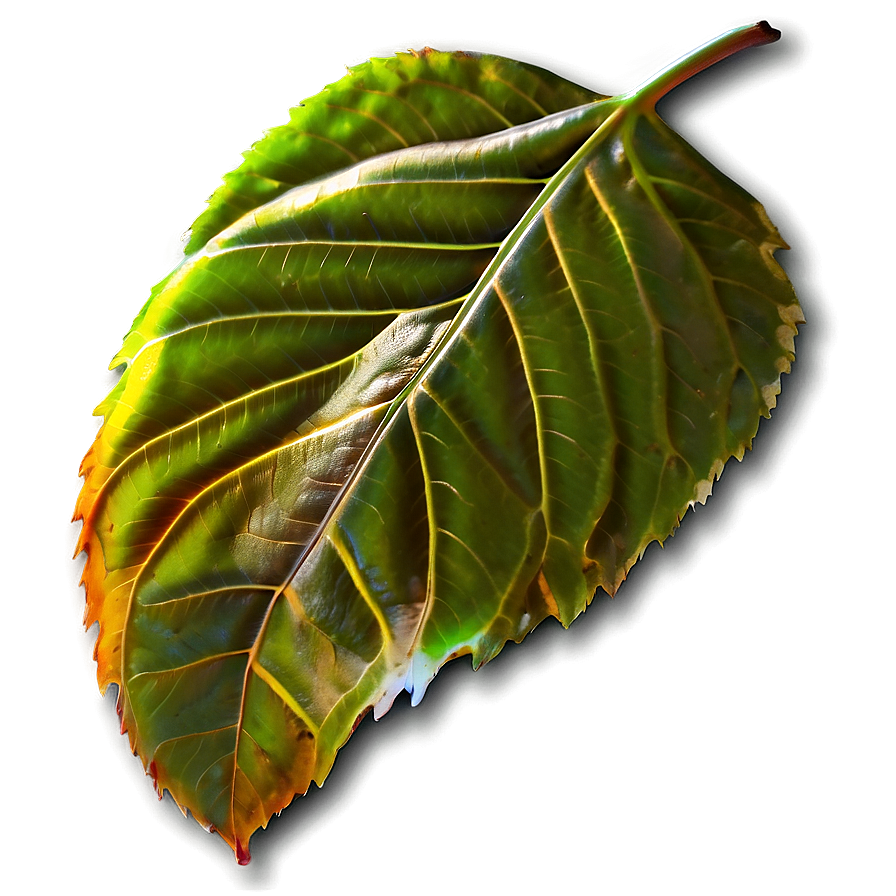 Leaf Icon Png 75