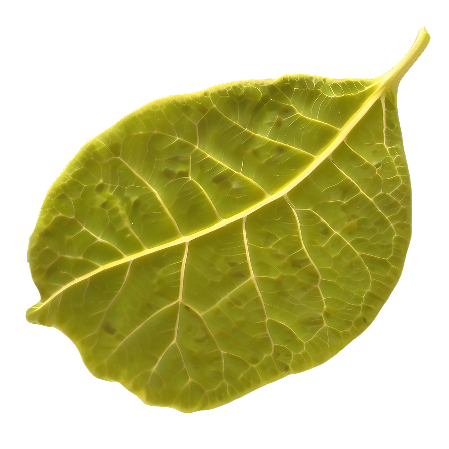 Leaf Outline Png Sxj59