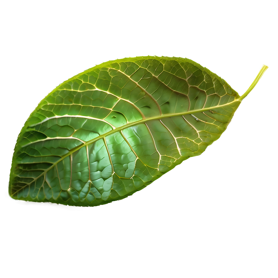 Leaf Overlay Png Qml