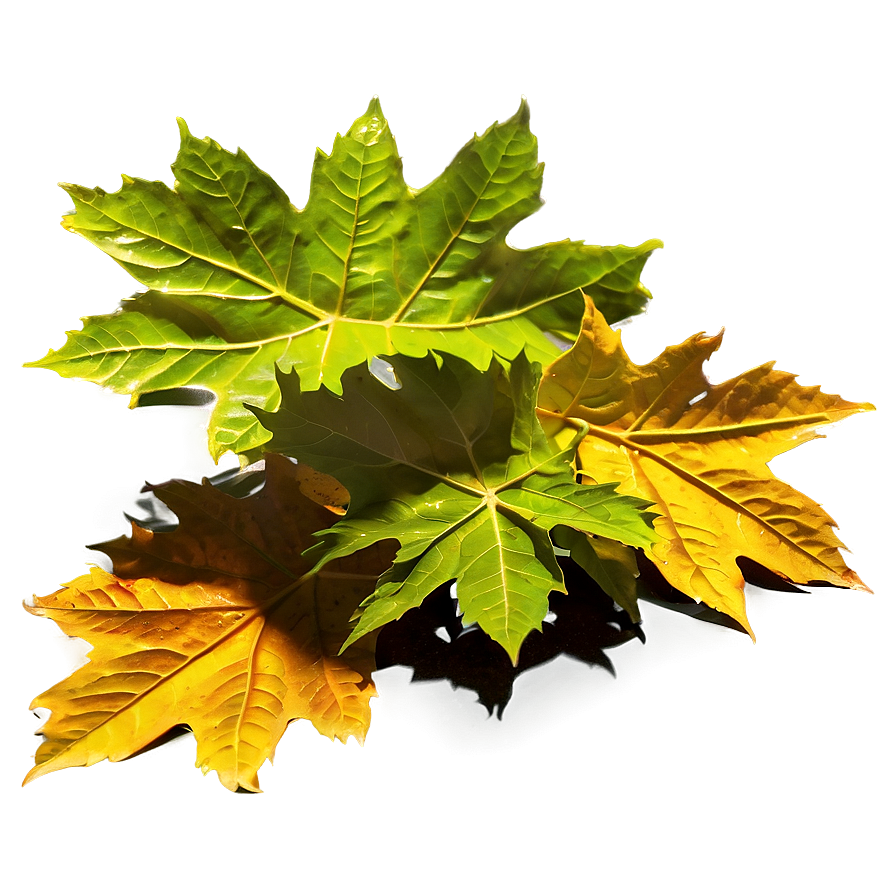 Leaf Pile In Sunlight Png 55