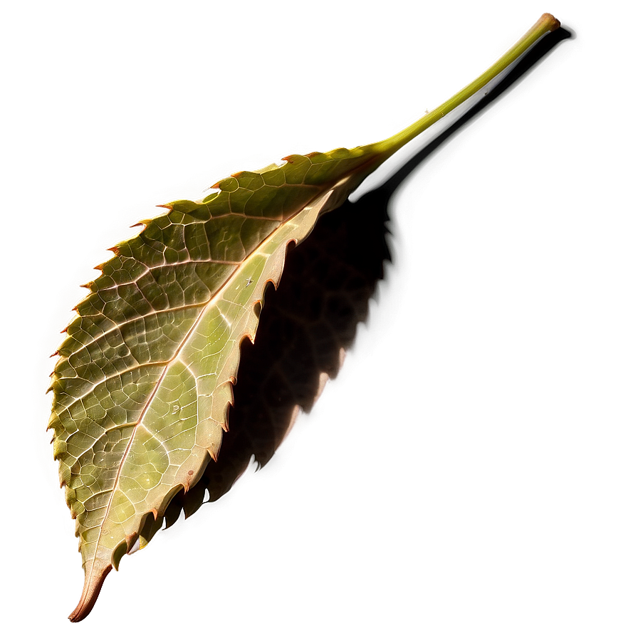 Leaf Shape Png 05032024