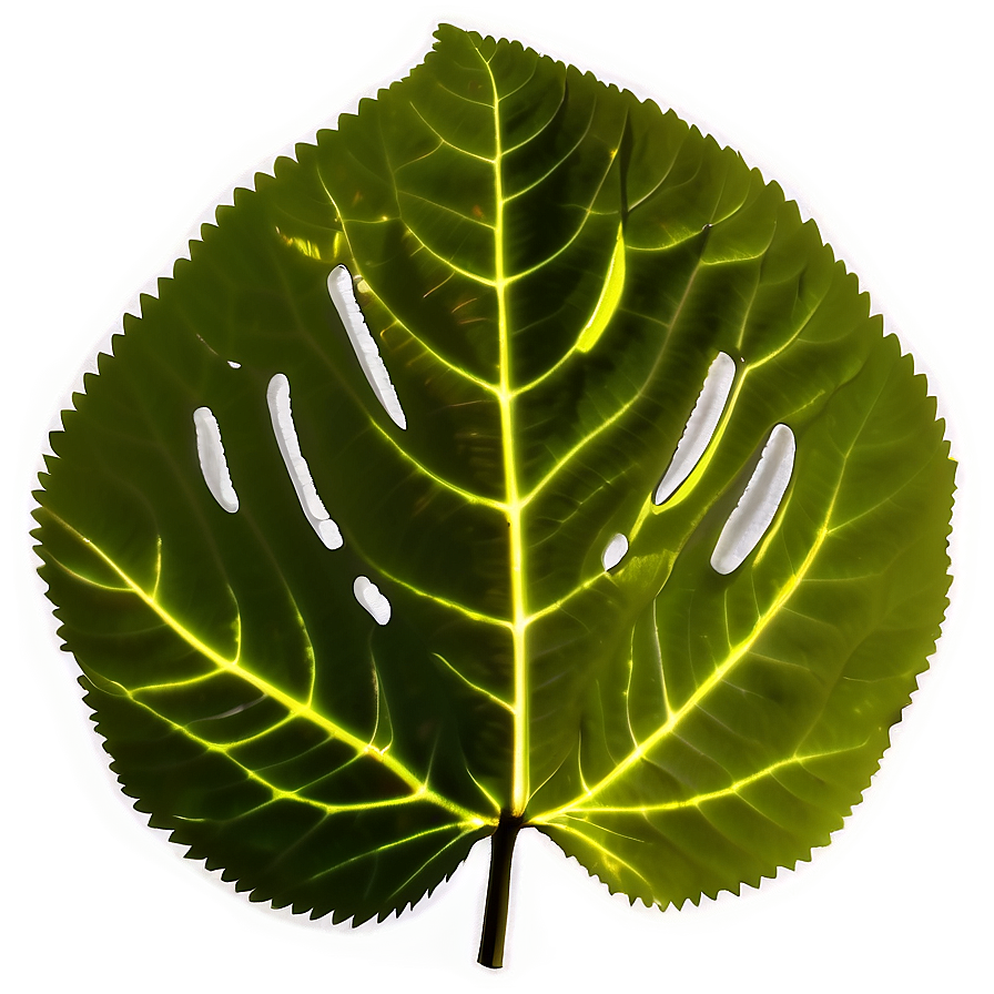 Leaf Silhouette Png 63