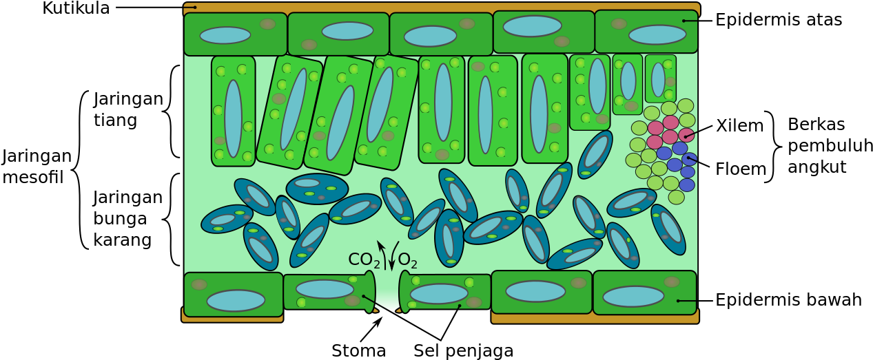 Leaf Structure Diagram