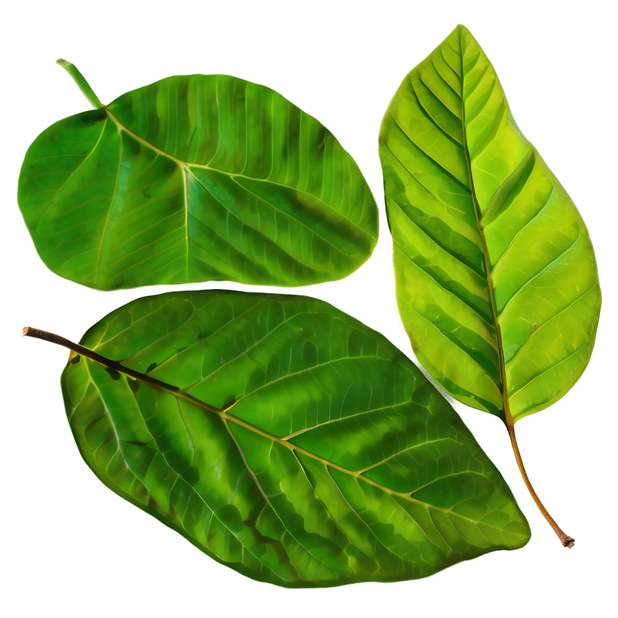 Leaf Texture Png 05032024