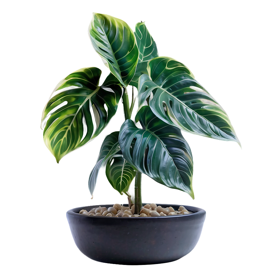 Leafy Floor Plant Png 06282024