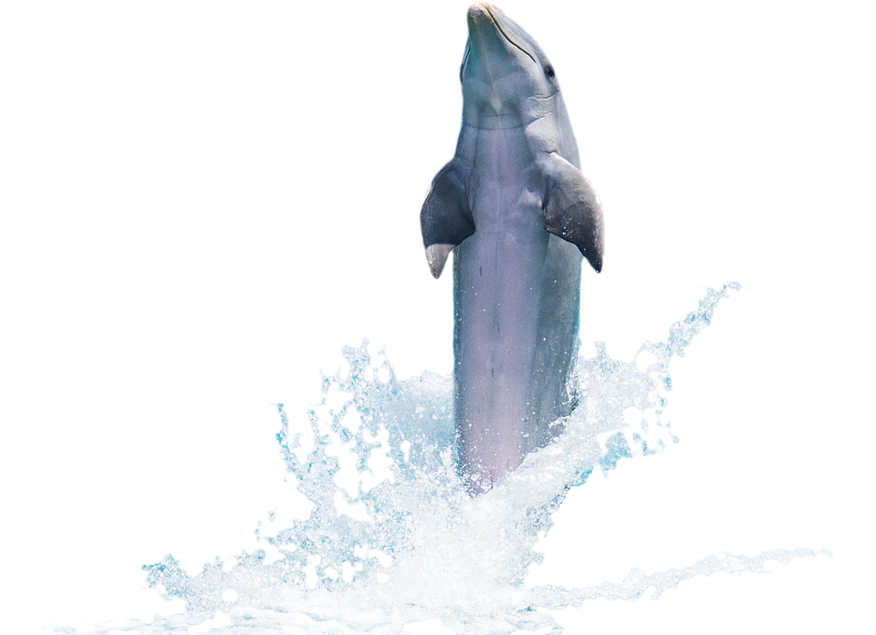 Leaping Dolphin Aqua Splash