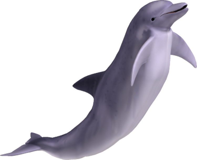 Leaping Dolphin3 D Render